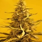 Nirvana Seeds White Widow Auto feminisiert