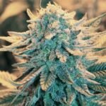 Nirvana Seeds B-52 feminisiert