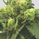 Nirvana Seeds Big Bud regulär