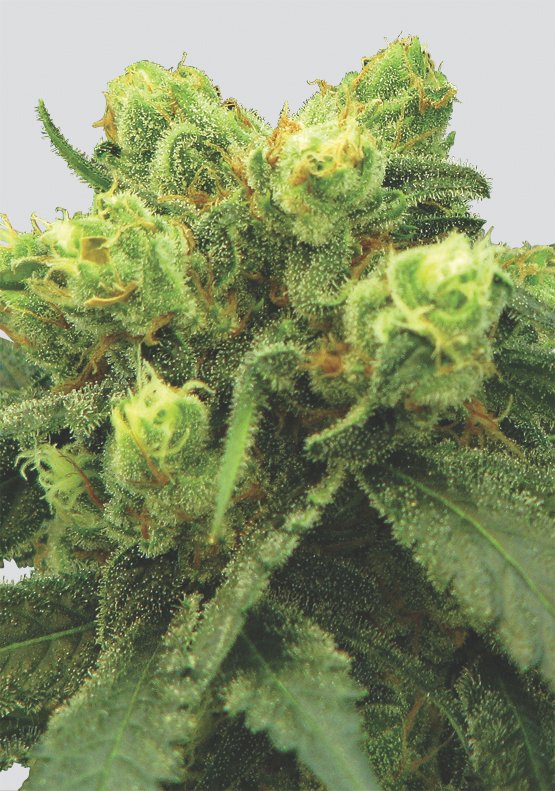 Nirvana Seeds Big Bud regulär