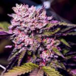 Nirvana Seeds Gelato feminisiert