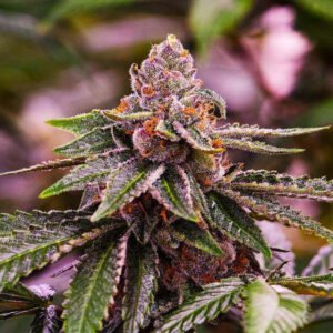 Nirvana Seeds Girl Scout Cookies Auto feminisiert