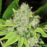 Nirvana Seeds Original Glue feminisiert