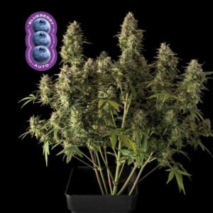 Seedsman Blueberry Auto feminisiert