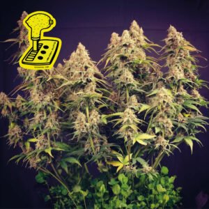 Seedsman Lemon Auto feminisiert