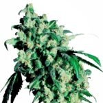 Sensi Seeds Super Skunk feminisiert