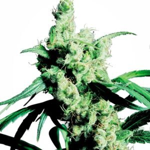 Sensi Seeds Silver Haze feminisiert