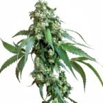 Sensi Seeds Jack Flash #5 feminisiert