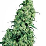 Sensi Seeds Skunk #1 feminisiert