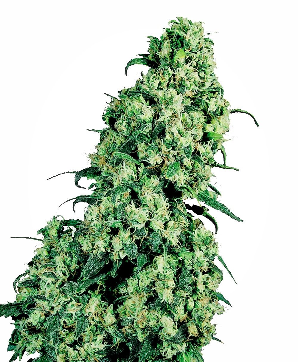 Sensi Seeds Skunk #1 feminisiert