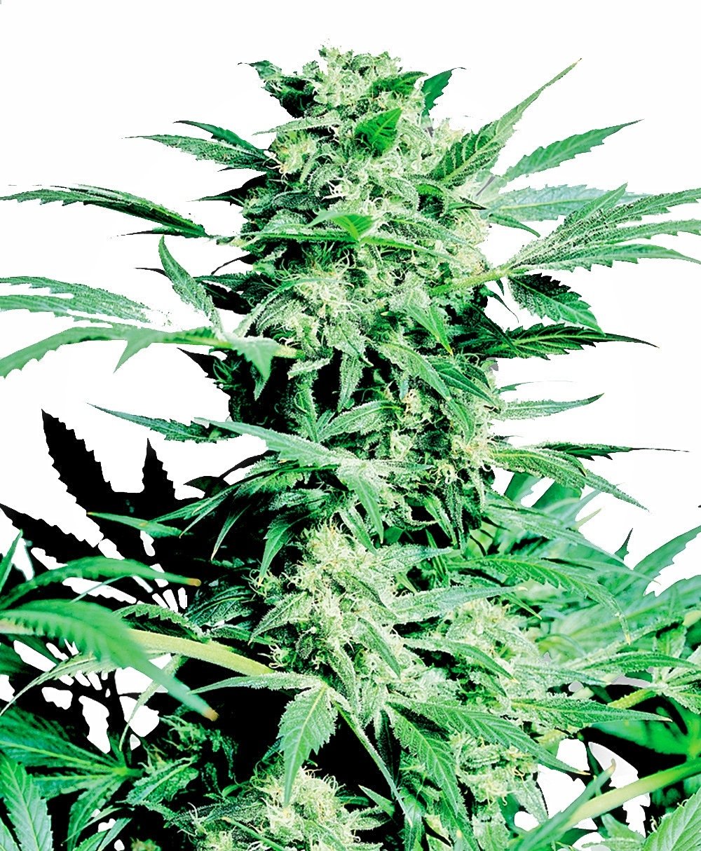 Sensi Seeds Shiva Skunk feminisiert