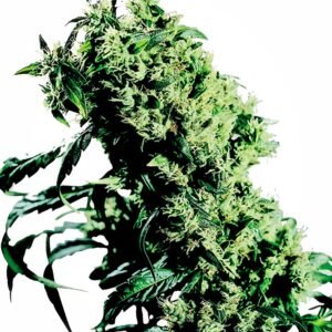 Sensi Seeds NL#5 x Haze feminisiert