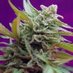 Sweet Seeds Black Jack Auto feminisiert