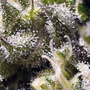 Sweet Seeds Cream Caramel Auto feminisiert