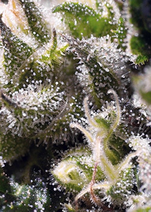 Sweet Seeds Cream Caramel Auto feminisiert
