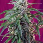 Sweet Seeds Green Poison Auto feminisiert