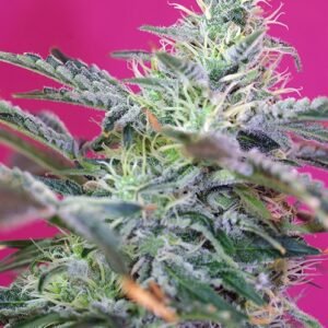 Sweet Seeds Sweet Cheese Auto feminisiert