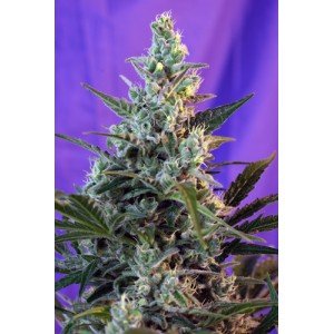 Sweet Seeds Sweet Skunk Auto feminisiert