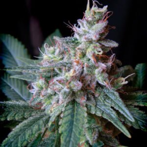 Sweet Seeds Cream Caramel feminisiert
