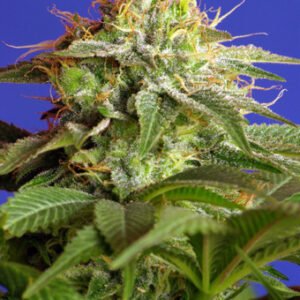 Sweet Seeds Green Poison feminisiert