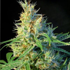 Sweet Seeds Psicodelicia feminisiert