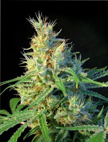 Sweet Seeds Psicodelicia feminisiert