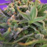 Sweet Seeds Sweet Cheese feminisiert
