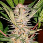 Sweet Seeds S.A.D. Sweet Afghani Delicious S1 feminisiert