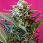 Sweet Seeds Big Devil XL Auto feminisiert