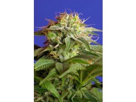 Sweet Seeds Green Poison F1 FAST Version feminisiert