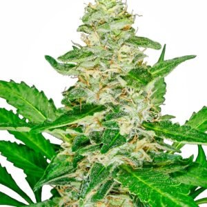 Sensi Seeds Super Skunk Auto feminisiert