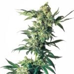 Sensi Seeds Northern Lights feminisiert