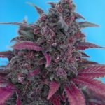 Sweet Seeds Dark Devil Auto feminisiert