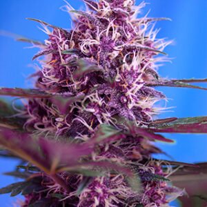 Sweet Seeds Red Poison Auto feminisiert