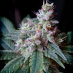 Sweet Seeds Cream Caramel F1 FAST Version feminisiert