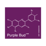 Seedsman Purple Bud regulär