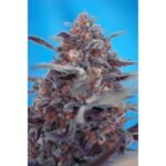 Sweet Seeds Devil Cream Auto feminisiert