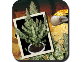 Buddha Seeds Magnum Auto feminisiert