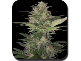 Buddha Seeds Red Dwarf Auto feminisiert
