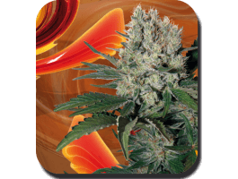 Buddha Seeds Syrup Auto feminisiert