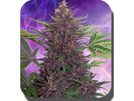 Buddha Seeds Purple Kush Auto feminisiert