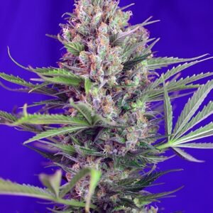 Sweet Seeds Cream Mandarine F1 FAST Version feminisiert