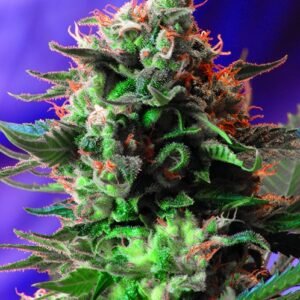 Sweet Seeds Jack 47 F1 FAST Version feminisiert