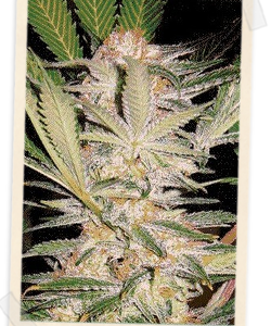 Sweet Seeds S.A.D. F1 FAST Version feminisiert