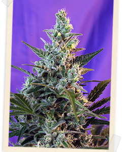 Sweet Seeds Sweet Skunk F1 FAST Version feminisiert