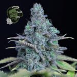 Seedsman Jack Herer feminisiert