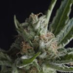 Pyramid Seeds Shark feminisiert