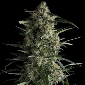 Pyramid Seeds Galaxy feminisiert