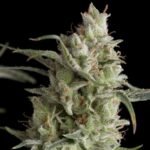 Pyramid Seeds Super OG Kush feminisiert