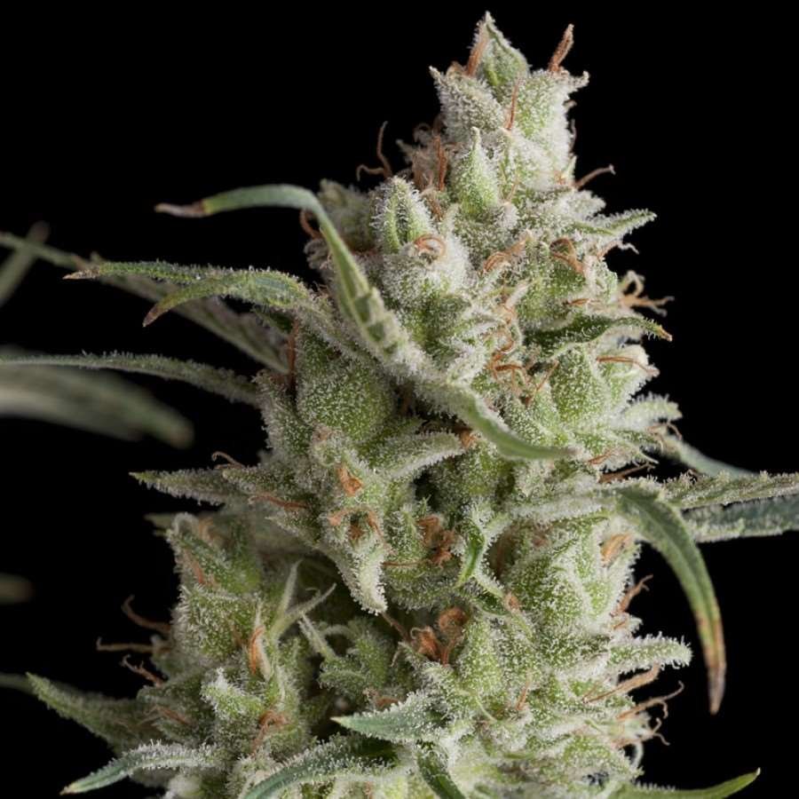Pyramid Seeds Super OG Kush feminisiert